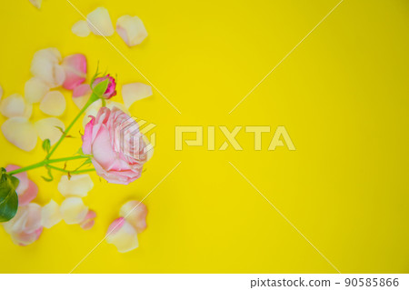 A rose flower stands on the side on a yellow background surrounded by petals with space for text. High quality photo A rose flower stands on the side on a yellow background surrounded by petals with space for text. High quality photo 90585866
