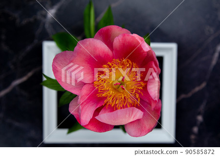 A white wooden frame lies on a dark background, flowers in the center of a close-up of a large pink peony flower. High quality photo A white wooden frame lies on a dark background, flowers in the center of a close-up of a large pink peony flower. High quality photo 90585872