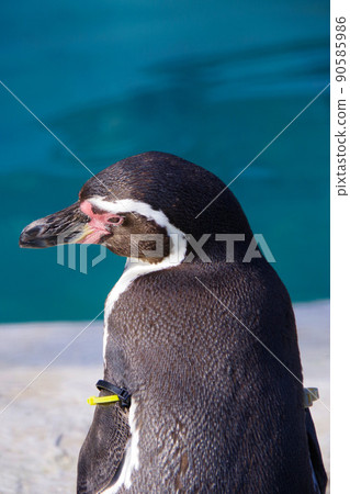 Humboldt penguins, cute animals, Tennoji Zoo, penguins 90585986
