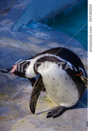 Humboldt penguins, cute animals, Tennoji Zoo, penguins Humboldt penguins, cute animals, Tennoji Zoo, penguins 90586004