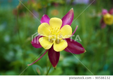 A beautiful flower Aquilegia in the garden. Pistils, stamens and corolla of Aquilegia. 90586132