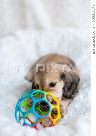 Puppy Kaninhen Dachshund Puppy Kaninhen Dachshund 90586179