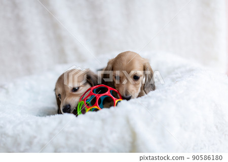 Puppy Kaninhen Dachshund Puppy Kaninhen Dachshund 90586180