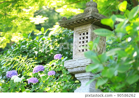 喬基寺的繡球 喬基寺的繡球 90586262