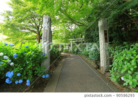 Hydrangea of Jokeiji 90586293