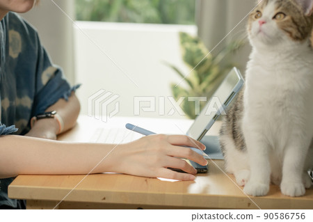 asian woman play with her cat and use tablet meeting and working from home asian woman play with her cat and use tablet meeting and working from home 90586756
