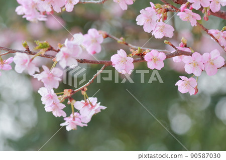Beautiful pink flower, Sakura Kawazu Sakura Beautiful pink flower, Sakura Kawazu Sakura 90587030
