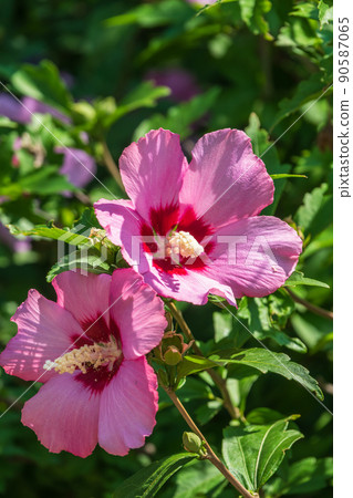 Pink flowers of Hibiscus moscheutos plant close-up. Hibiscus moscheutos, swamp hibiscus, 90587065