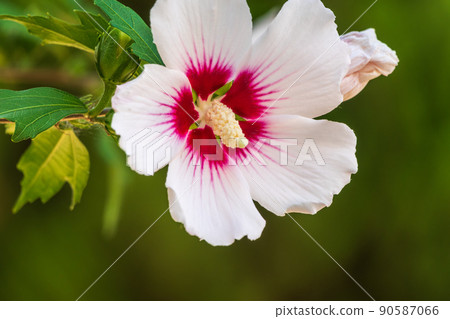 White flowers of Hibiscus grandiflorus, the swamp rosemallow. White flowers of Hibiscus grandiflorus, the swamp rosemallow. 90587066