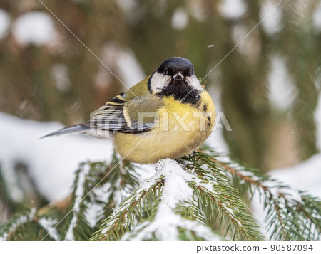 Cute bird Great tit, songbird sitting on the fir branch with snow in winter 90587094