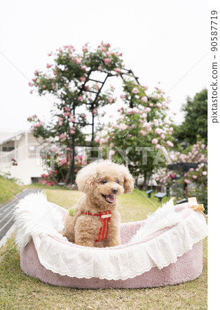 rose toy poodle Unboxing Tony Stark Suit Set by Kento Studio main image 1