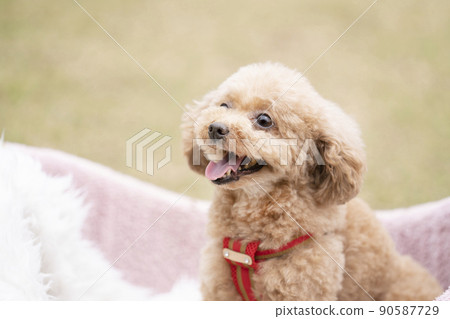 A toy poodle that goes into a basket and smiles 90587729