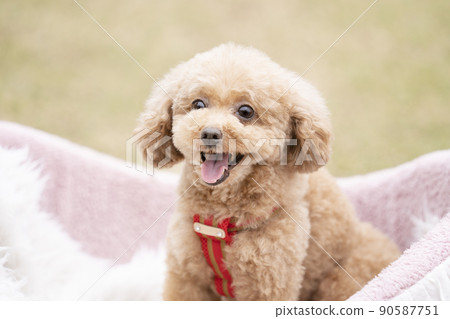 Smile toy poodle 90587751