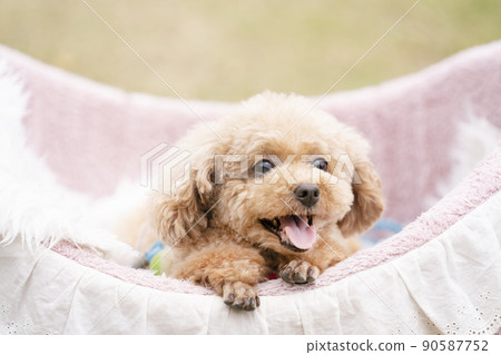 微笑玩具貴賓犬 90587752