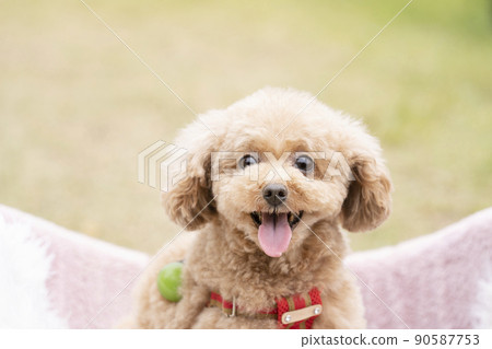 Smile toy poodle 90587753
