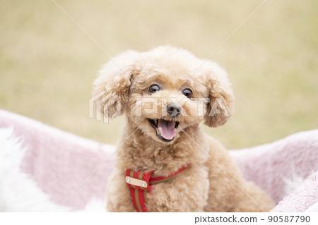 微笑玩具貴賓犬 90587790