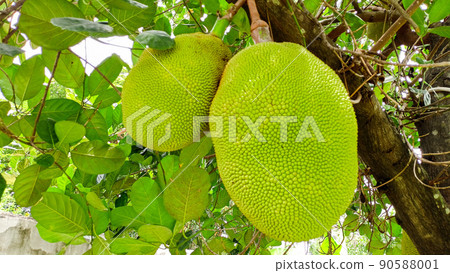 Jackfruit sprouts on the tree Fruits that are abundant in Asia are sweet and fragrant. and can also be used to make food 90588001