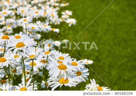 Field of daisy flowers. Beautiful meadow. Summer background Field of daisy flowers. Beautiful meadow. Summer background 90588104