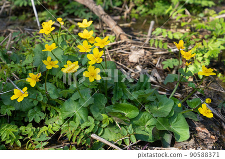 Kingcup, Caltha palustris Kingcup, Caltha palustris 90588371