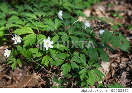 Windflower, Anemone nemorosa 90588372