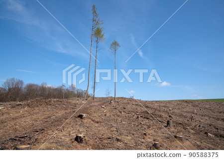 Forest dieback, cleared forest in Germany Forest dieback, cleared forest in Germany 90588375