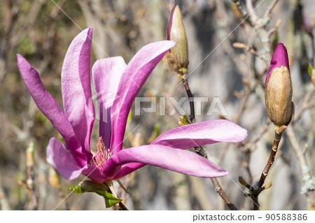 Tulip magnolia, Magnolia liliiflora Tulip magnolia, Magnolia liliiflora 90588386