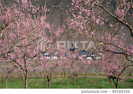 Springtime in Moselle region, Germany 90588388