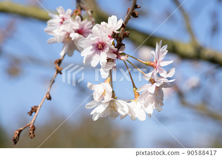 Higan cherry, Prunus subhirtella Higan cherry, Prunus subhirtella 90588417