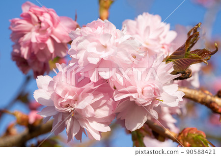 Hill Cherry Kiku-Shidare-Sakura, Prunus serrulata Hill Cherry Kiku-Shidare-Sakura, Prunus serrulata 90588421