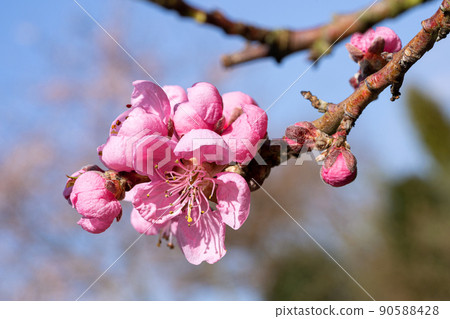 Nectarine tree, Prunus persica Nectarine tree, Prunus persica 90588428