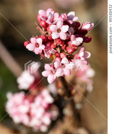 Viburnum, Viburnum farreri Viburnum, Viburnum farreri 90588432