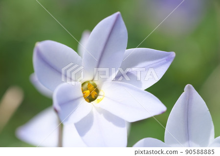 Ipheion uniflora 雜色的白花 [綠色背景] 90588885