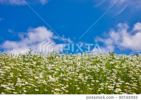 Flowers daisies in summer meadow and blue sky with white clouds. Flowers daisies in summer meadow and blue sky with white clouds. 90588988