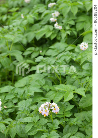 Rain falling on Baron tuber flowers Rain falling on Baron tuber flowers 90589204