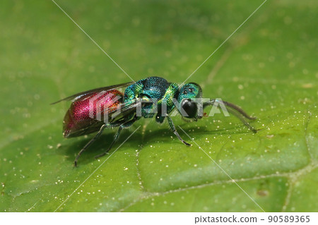 Closeup on a shiny metallic colorful Chrysis ignata jewel wasp sitting on a green leaf 90589365