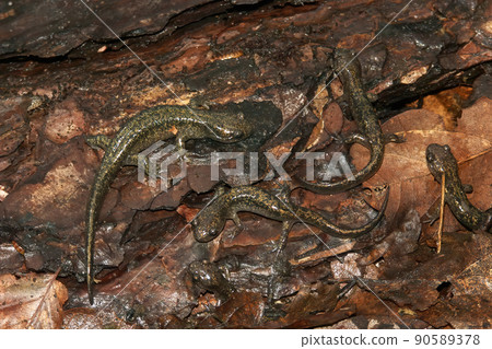Closeup on an aggregation of brass colored juvenile Hokkaido salamander, Hynobius retardatus, on the forest floor, endemic to Japan 90589378