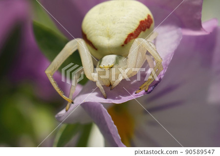 Colorful closeup on a white goldenrod crab spider, Misumena vatia on a purple Viola flower in the garden 90589547