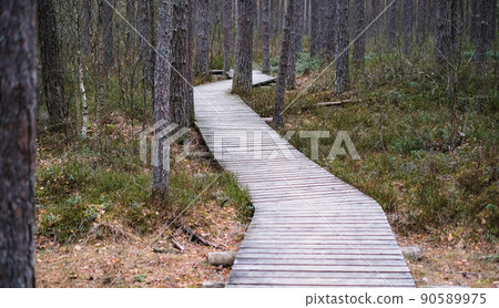 A wooden path in the Soomaa National Park in Estonia among the forest and marshland on a clear day 90589975