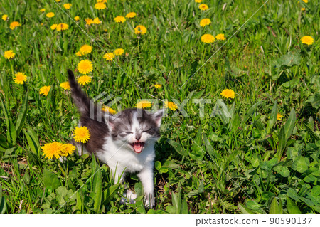 Small kitten in yellow dandelion flowers. Young cat on green meadow 90590137