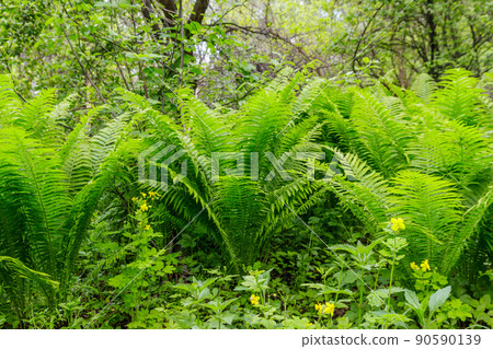 Green fern in a forest Green fern in a forest 90590139