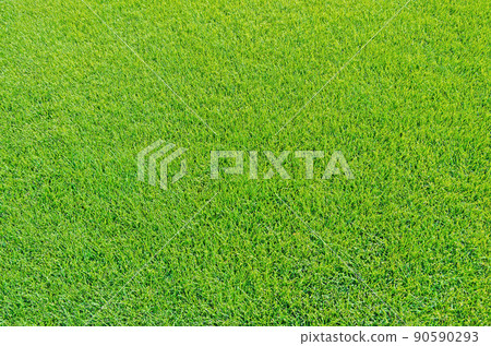 Green field of mowed lawn 90590293