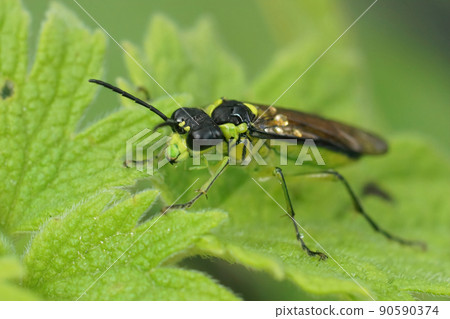 Closeup on a colorful and brilliant green sawfly,Tenthredo mesomela on a green geranium leaf in the garden 90590374