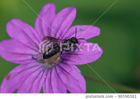 Closeup on a small scissor bee ,Chelostoma campanularum, on a purple Geranium pyrenaicum flower in the garden 90590381