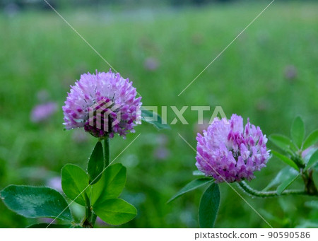 In early summer, the grassland of a park full of wildflowers. Red clover In early summer, the grassland of a park full of wildflowers. Red clover 90590586