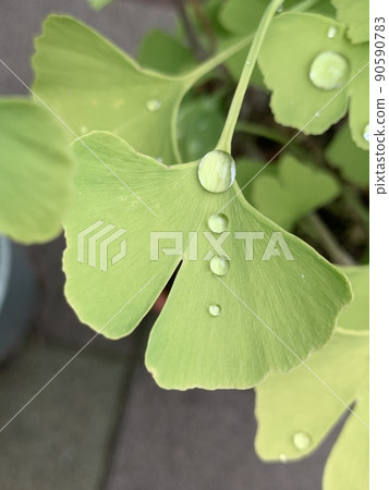 Water droplets line up on ginkgo leaves Water droplets line up on ginkgo leaves 90590783