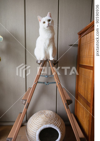 Our cat tower is a stepladder. 90590936