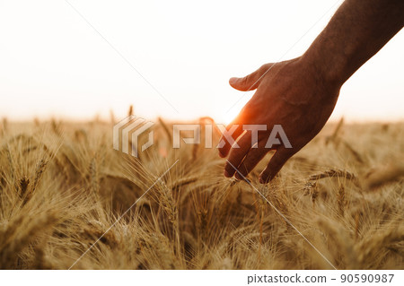 Male hand touches wheat ears on field at sunset 90590987