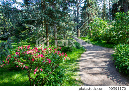 Amazing flowers rhododendron bushes and footpath and people motion blurred in Albert Kahn park in Paris Amazing flowers rhododendron bushes and footpath and people motion blurred in Albert Kahn park in Paris 90591170