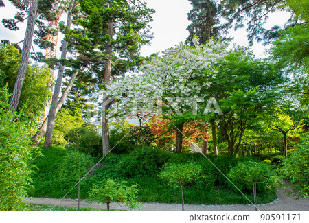 Japanese   garden -  part of Albert Kahn park 90591171
