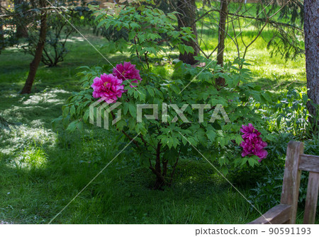 Fantastic huge 2  Peonies in Park Albert Kahn    in forest with Atlantic cedars. 90591193